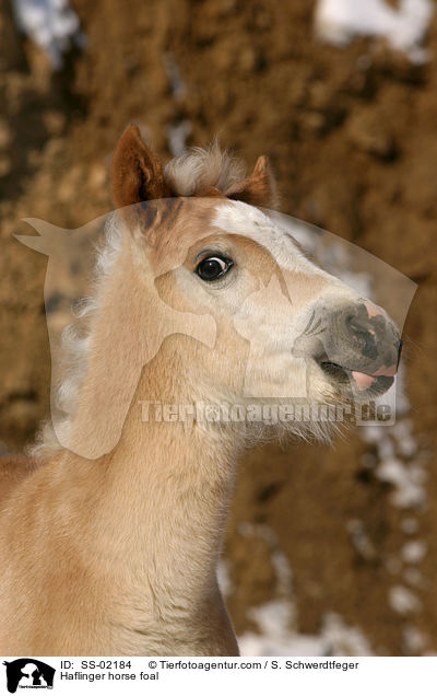 Haflinger Fohlen / Haflinger horse foal / SS-02184