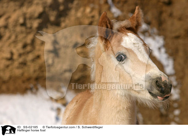 Haflinger Fohlen / Haflinger horse foal / SS-02185