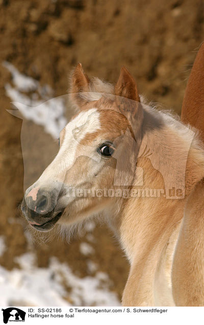 Haflinger Fohlen / Haflinger horse foal / SS-02186