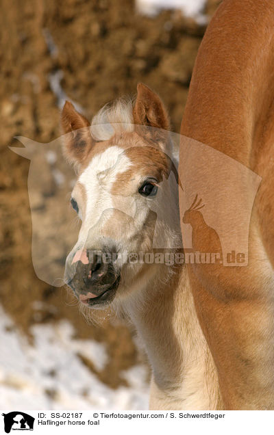 Haflinger Fohlen schaut neugierig hinter der Mutter hervor / Haflinger horse foal / SS-02187