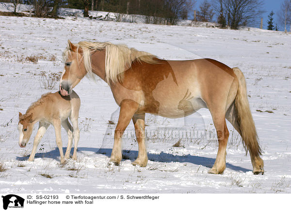 Haflingerstute mit Fohlen / Haflinger horse mare with foal / SS-02193