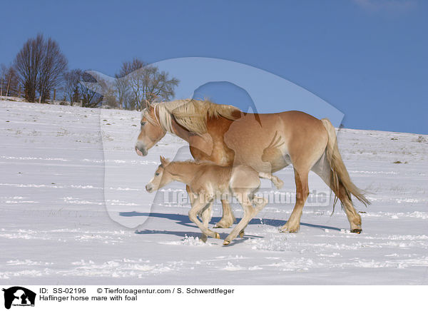 Haflinger Stute mit Fohlen / Haflinger horse mare with foal / SS-02196