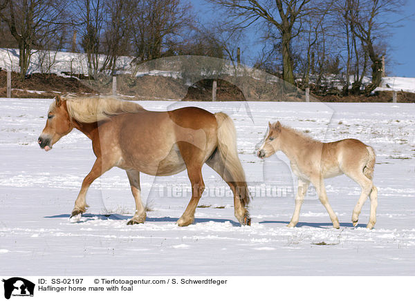 Haflinger Stute mit Fohlen / Haflinger horse mare with foal / SS-02197