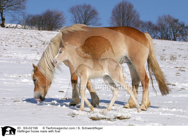Haflinger Stute mit Fohlen / Haflinger horse mare with foal / SS-02198