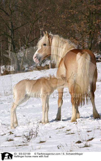 Haflinger Stute mit Fohlen / Haflinger horse mare with foal / SS-02199