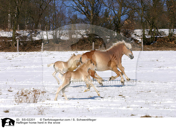 Haflinger Herde im Winter / Haflinger horse herd in the snow / SS-02201
