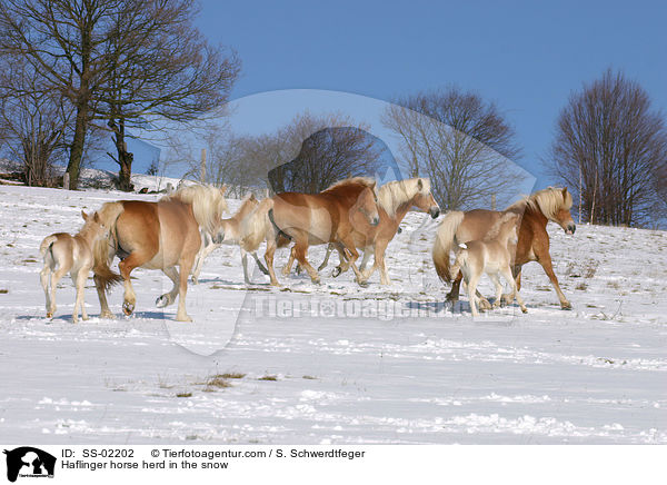 Haflinger Herde im Winter / Haflinger horse herd in the snow / SS-02202
