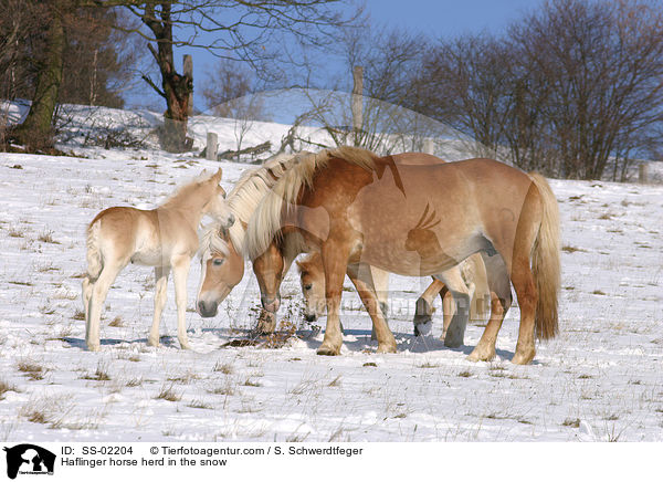 Haflinger Herde im Winter / Haflinger horse herd in the snow / SS-02204