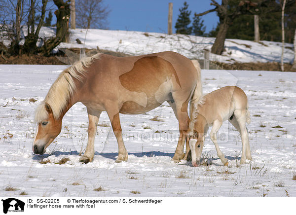 Haflingerstute mit Fohlen / Haflinger horse mare with foal / SS-02205