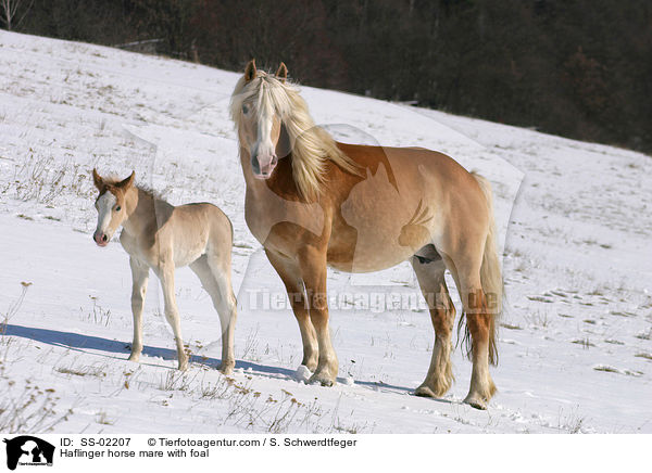 Haflingerstute mit Fohlen / Haflinger horse mare with foal / SS-02207
