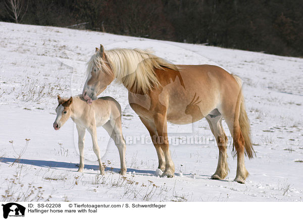 Haflingerstute mit Fohlen / Haflinger horse mare with foal / SS-02208