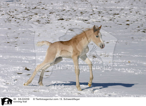 Haflinger Fohlen tobt ber die Winterkoppel / running foal / SS-02209