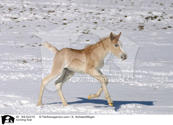 Haflinger Fohlen tobt ber die Winterkoppel / running foal / SS-02210