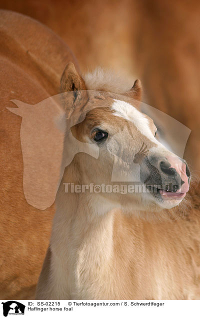 Haflinger Fohlen im Portrait / Haflinger horse foal / SS-02215