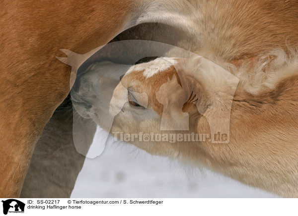 Haflinger Fohlen beim Trinken / drinking Haflinger horse / SS-02217