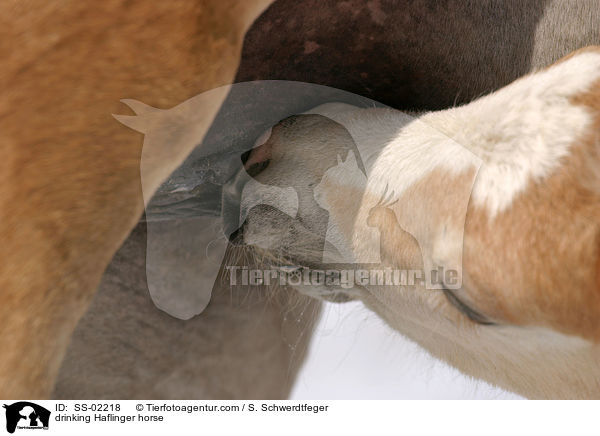 Haflinger Fohlen beim Trinken / drinking Haflinger horse / SS-02218