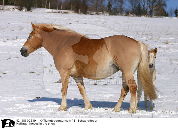 Haflinger horses in the snow / SS-02219