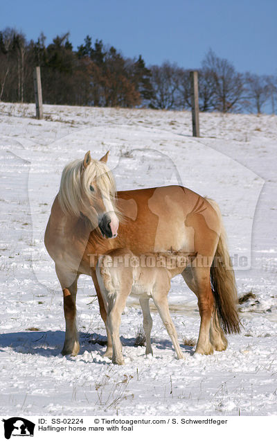 Haflinger horse mare with foal / SS-02224
