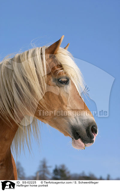 Haflinger Portrait / Haflinger horse portrait / SS-02225