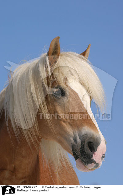 Haflinger horse portrait / SS-02227
