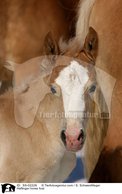 Haflinger horse foal / SS-02228