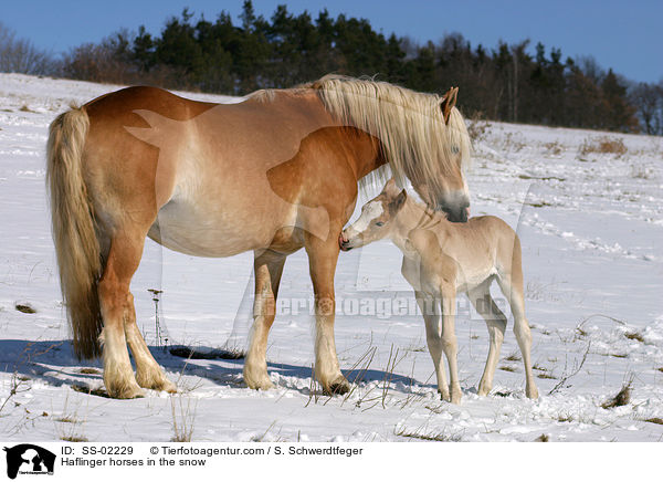 Haflinger im Schnee / Haflinger horses in the snow / SS-02229