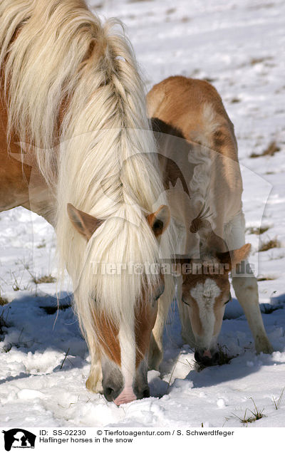 Haflinger horses in the snow / SS-02230
