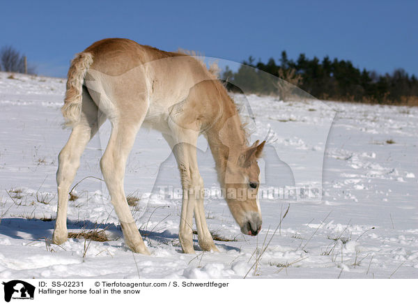 Haflinger Fohlen im Schnee / Haflinger horse foal in the snow / SS-02231