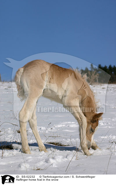 Haflinger Fohlen im Schnee / Haflinger horse foal in the snow / SS-02232