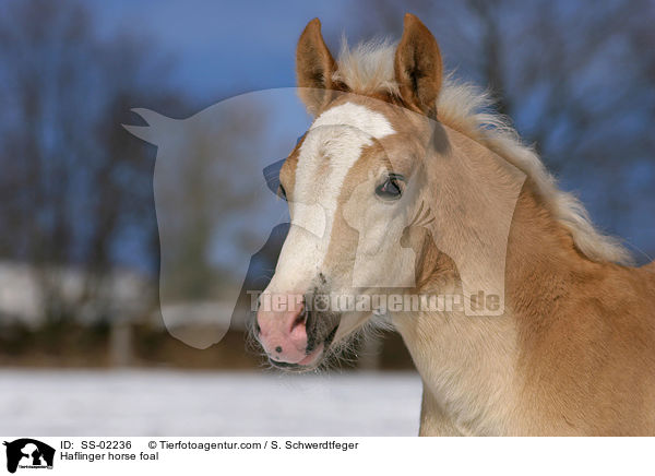Haflinger Fohlen / Haflinger horse foal / SS-02236