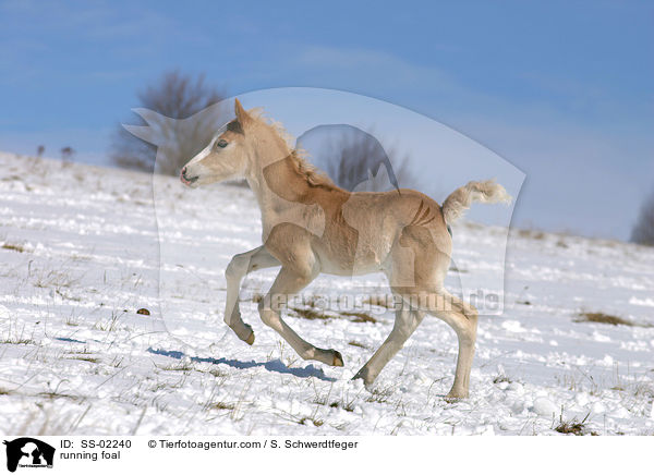 Haflinger Fohlen tobt ber die Winterkoppel / running foal / SS-02240