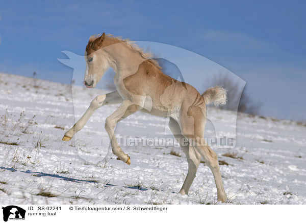 Haflinger Fohlen tobt ber die Winterkoppel / running foal / SS-02241