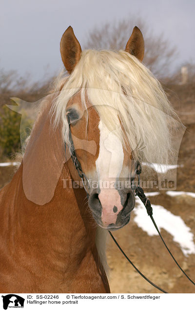 Haflinger horse portrait / SS-02246