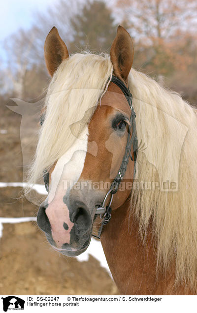 Haflinger Hengst im Portrait / Haflinger horse portrait / SS-02247