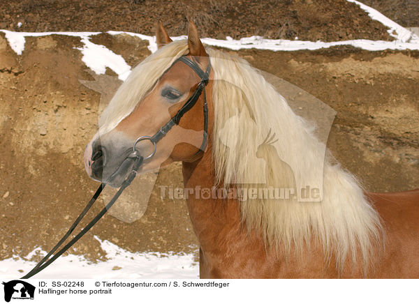 Haflinger Hengst im Portrait / Haflinger horse portrait / SS-02248