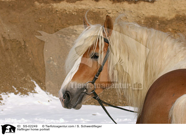 Haflinger Hengst im Portrait / Haflinger horse portrait / SS-02249