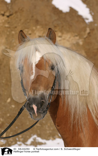 Haflinger horse portrait / SS-02250