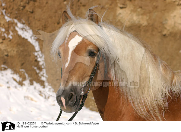Haflinger Hengst im Portrait / Haflinger horse portrait / SS-02251
