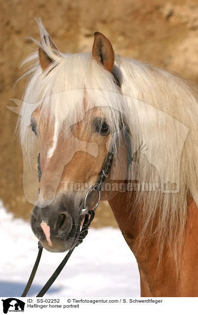 Haflinger Hengst im Portrait / Haflinger horse portrait / SS-02252