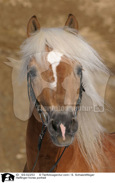 Haflinger horse portrait / SS-02253