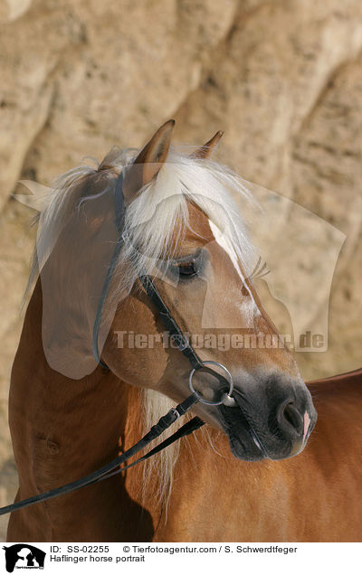 Haflinger horse portrait / SS-02255
