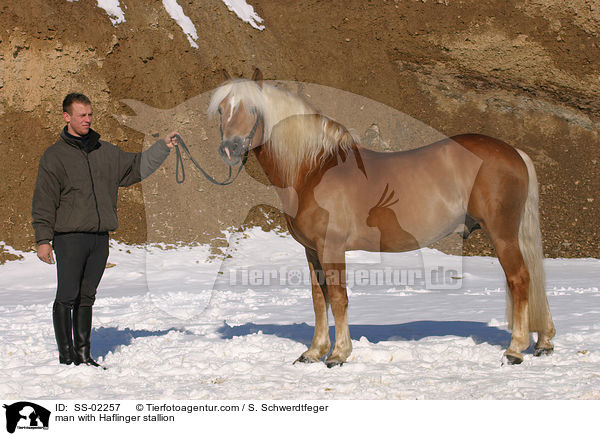 man with Haflinger stallion / SS-02257