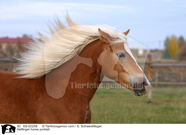 Haflinger im Portrait / Haflinger horse portrait / SS-02258