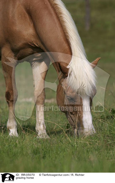 grasender Haflinger / grazing horse / RR-05070