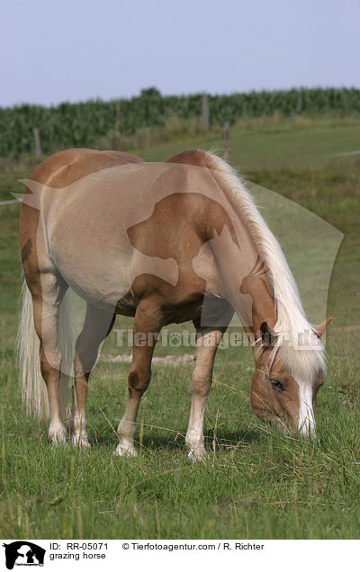 grasender Haflinger / grazing horse / RR-05071