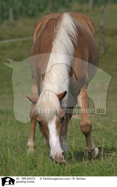 grasender Haflinger / grazing horse / RR-05072