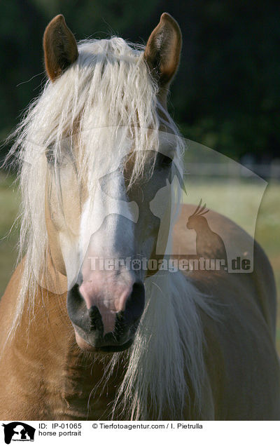 Haflinger im Portrait / horse portrait / IP-01065