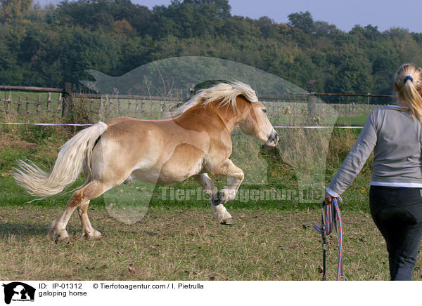Haflinger im Galopp / galoping horse / IP-01312
