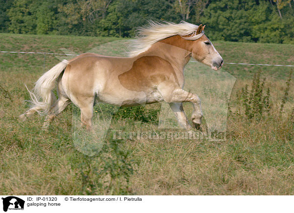 Haflinger im Galopp / galoping horse / IP-01320