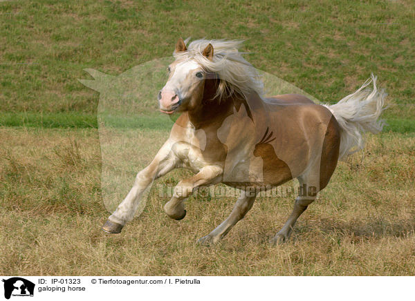 Haflinger im Galopp / galoping horse / IP-01323